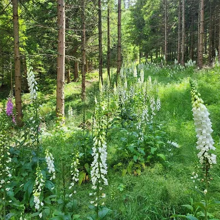 Tinyhaus To Go Σπίτι διακοπών *