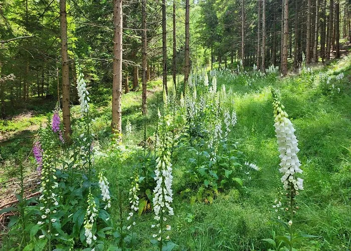 Tinyhaus To Go Ferienhaus *